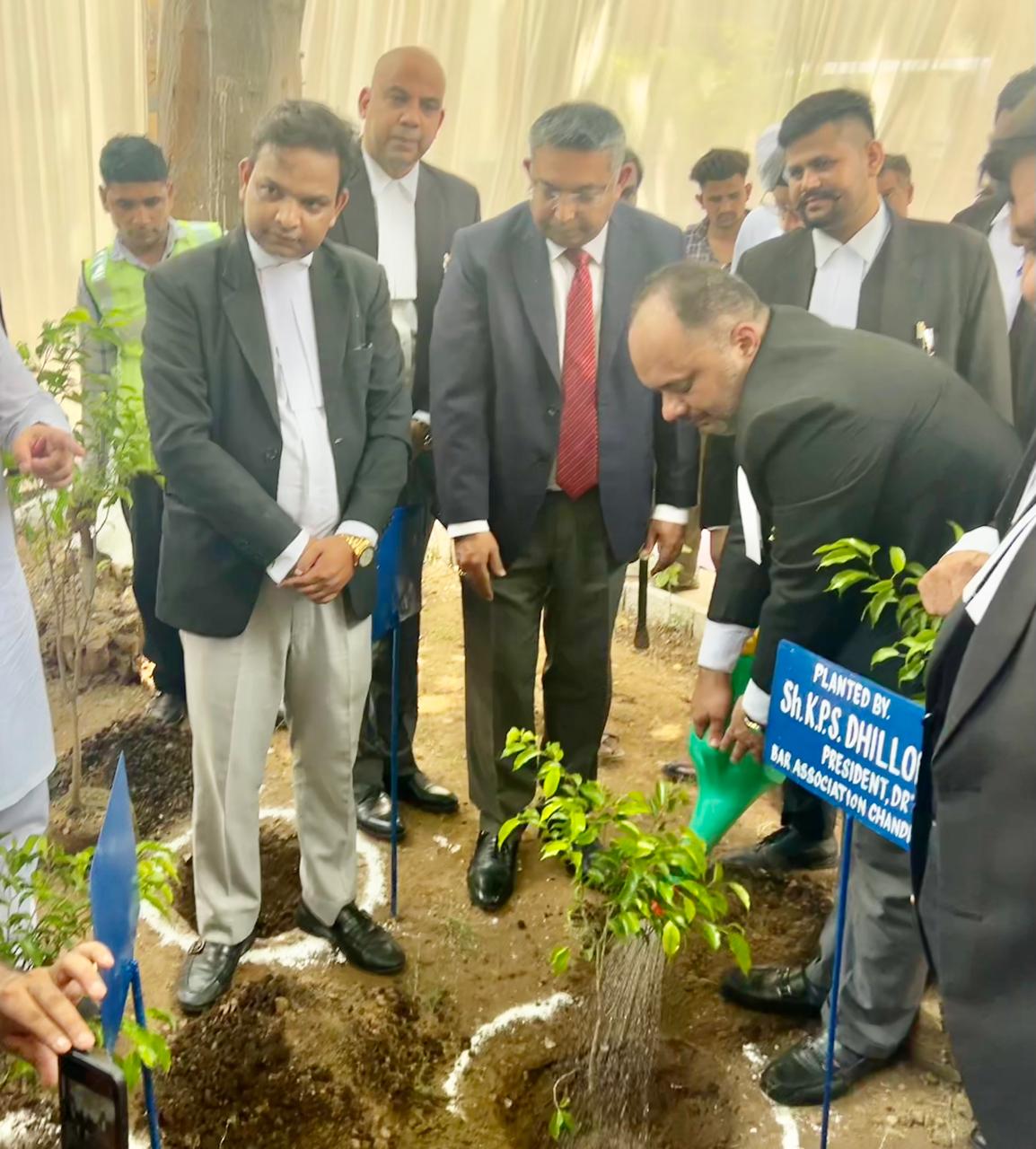 Tree plantation