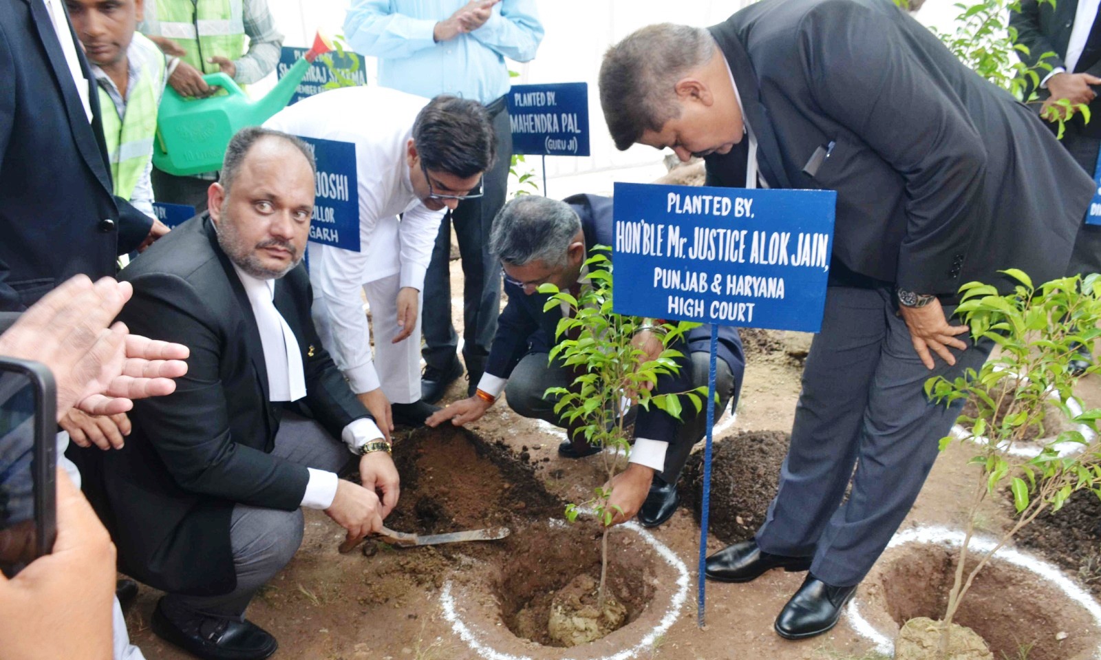 Tree plantation